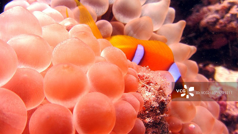 海洋珊瑚的特写镜头图片素材