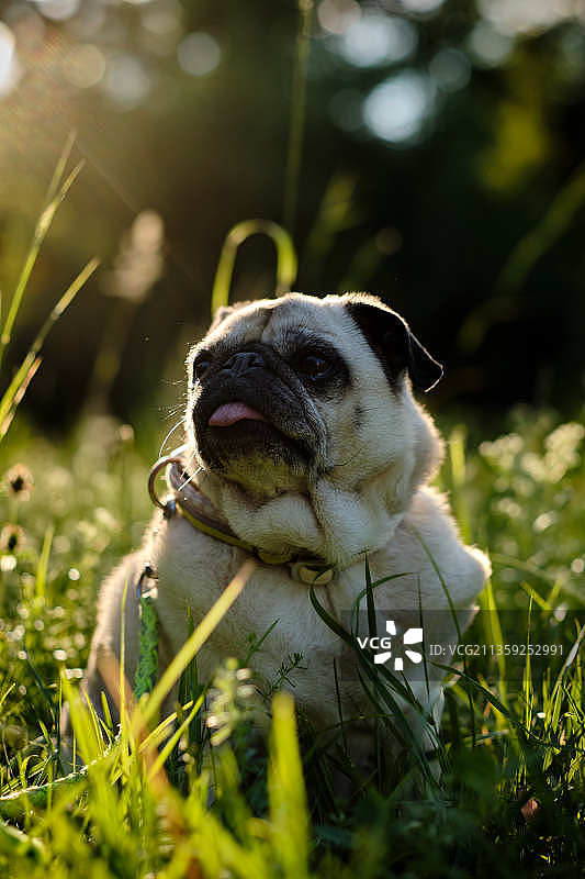 哈巴狗在草地上的特写镜头，黑瓦尔德，德国图片素材