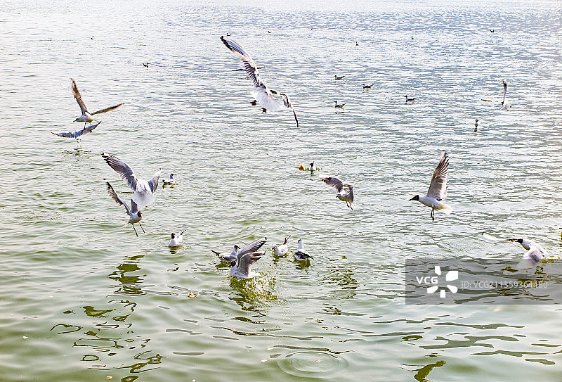 中国云南昆明市滇池海埂公园的海鸥图片素材
