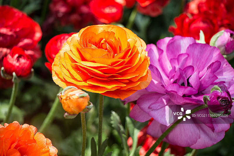 五彩缤纷的郁金香在花园里盛开图片素材