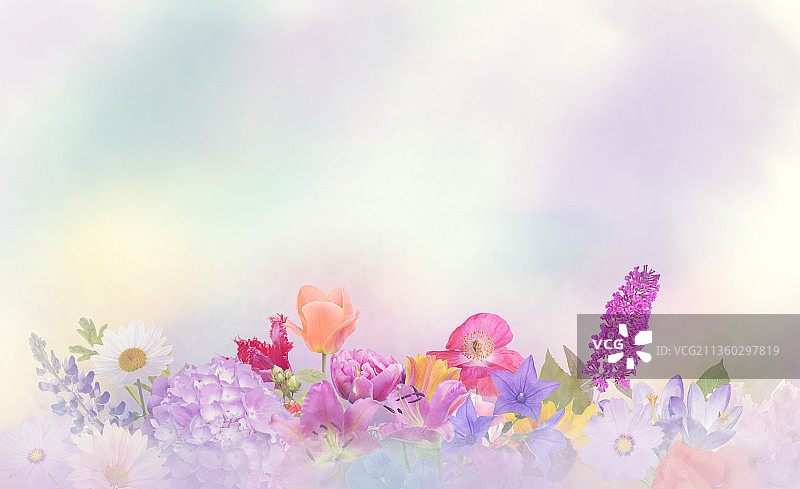 彩色的花为背景，粉红色的花对天空的特写图片素材