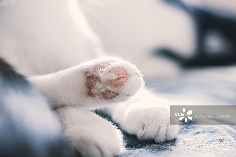 猫咪和小猫的爪子靠近阳光明媚的卧室图片素材