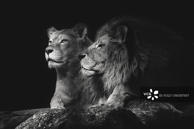 狮子，狮子坐在黑色背景下的特写图片素材
