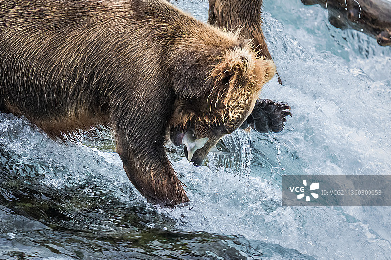 高角度视角的棕熊科迪亚克在河里游泳图片素材