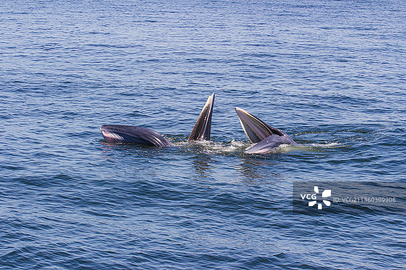 泰国湾的布氏鲸和伊登鲸正在吃鱼图片素材