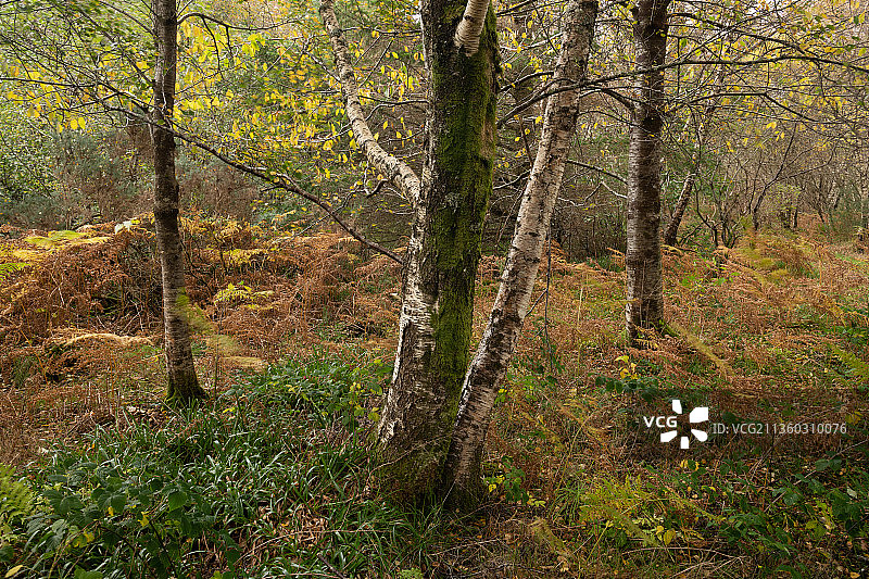 秋天森林中的树木，Slattadale,Achnasheen，英国，英国图片素材