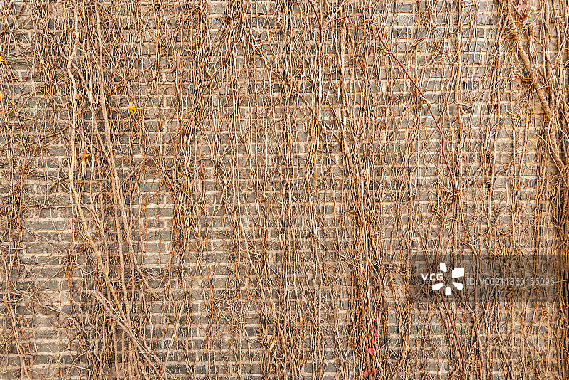 秋天中国扬州唐城遗址的唐式城墙图片素材