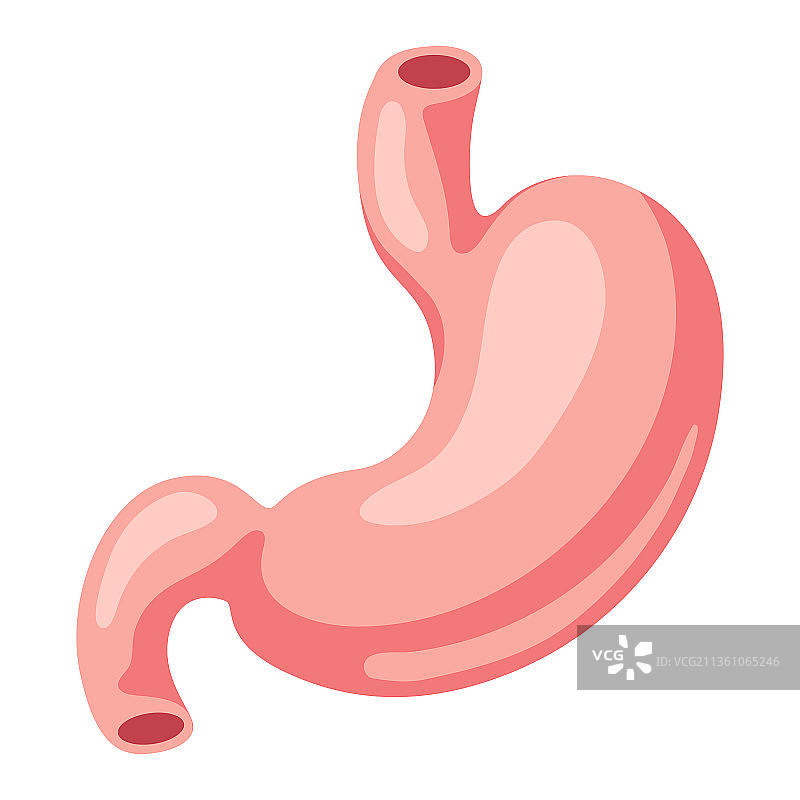 胃的内部器官的人体图片素材
