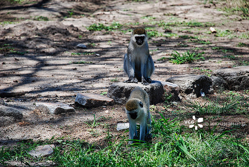 坦桑尼亚塞伦盖蒂国家公园，长尾猴坐在田野上的特写镜头图片素材