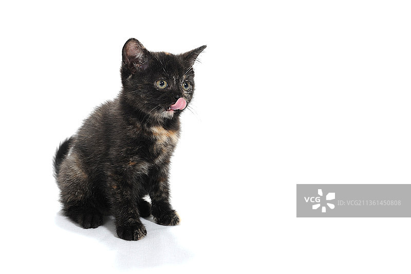 一只黑色斑点的纯种小猫坐在白色孤立的背景上图片素材