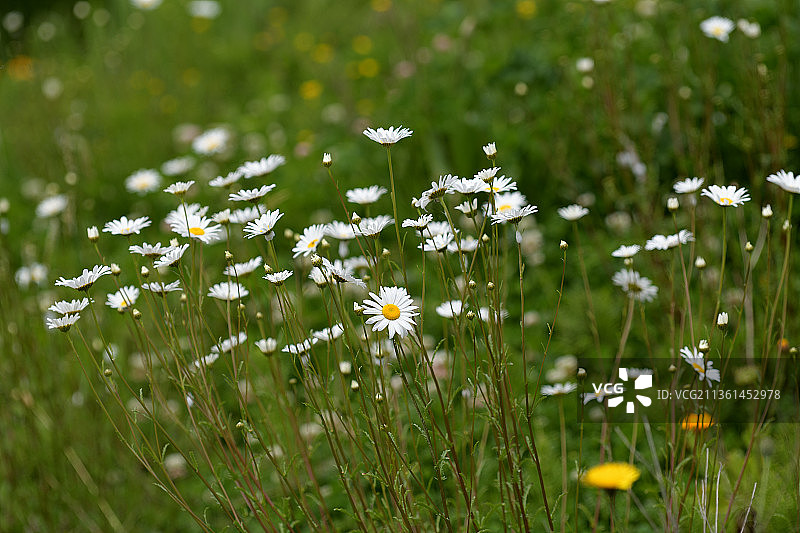 一朵雏菊是一个pip，特写的白色开花植物在田野上，凯尔索，华盛顿，美国，美国图片素材