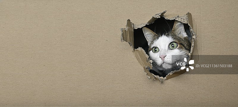 德国，一只可爱的虎斑猫正从纸箱的洞里滑稽地探出来图片素材