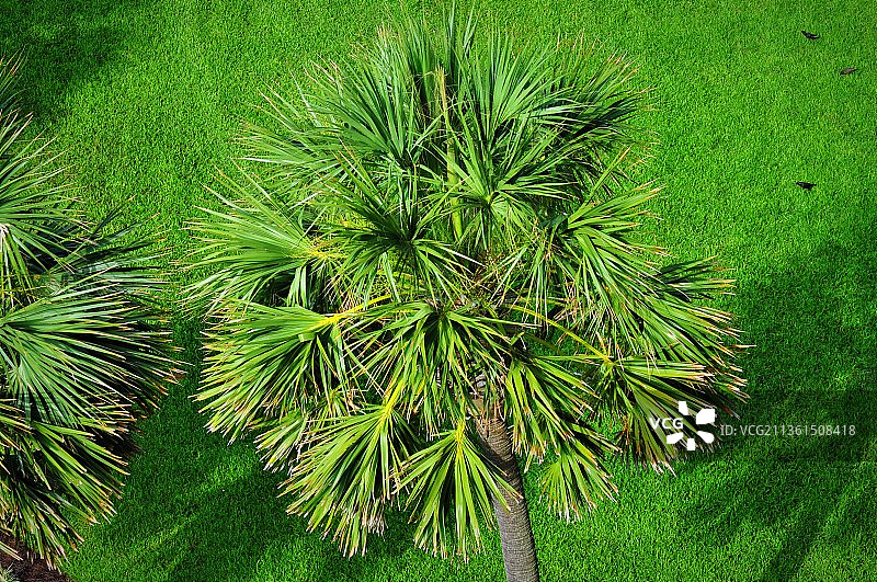 棕榈树在绿色，高角度视图的松树在田野上图片素材