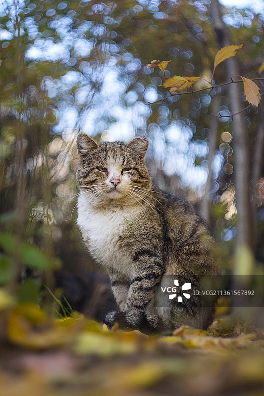 愤怒的无家可归的猫，猫坐在树上的肖像图片素材