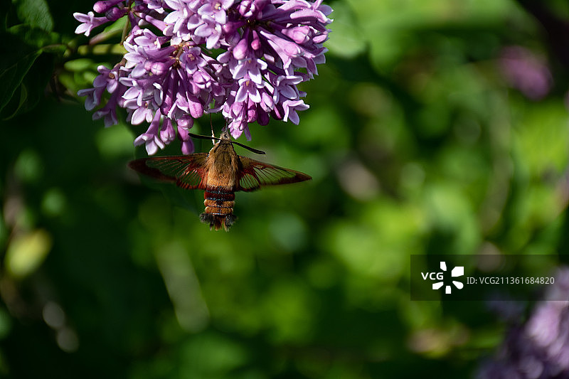蛾享受百合花，蜜蜂在紫色花授粉的特写图片素材