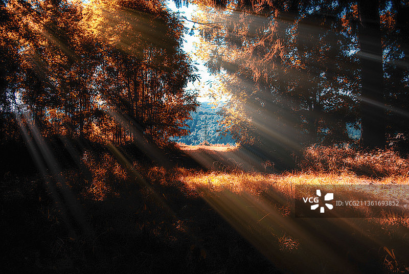 希望的光芒，秋天森林中树木的高角度视角图片素材