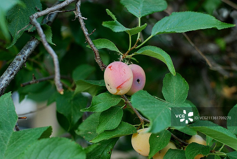 水果，苹果生长在树上的特写，丹佛，科罗拉多，美国，美国图片素材