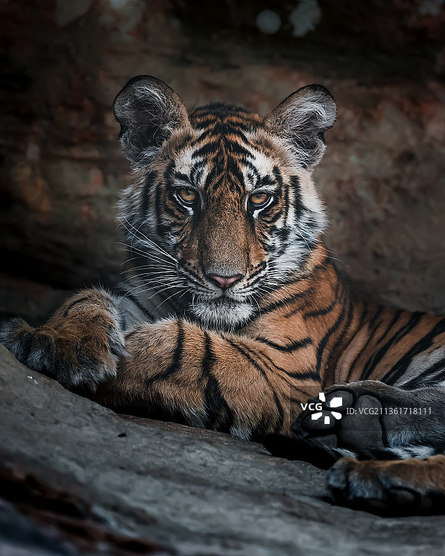 老虎在岩石上放松的肖像，印度图片素材