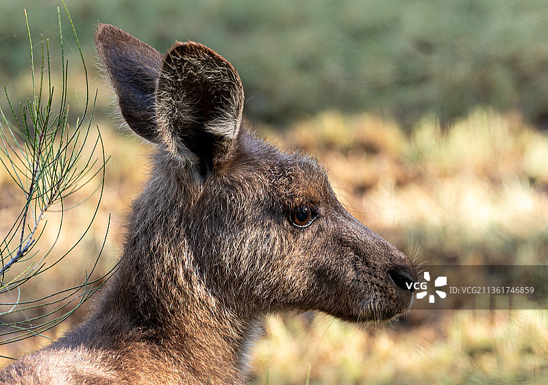 小袋鼠肖像，野外鹿的特写，阿伦德尔湿地，澳大利亚图片素材