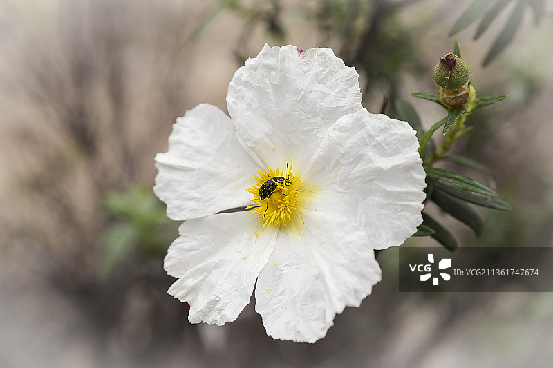 西班牙，昆虫在花上吃花粉和花蜜图片素材