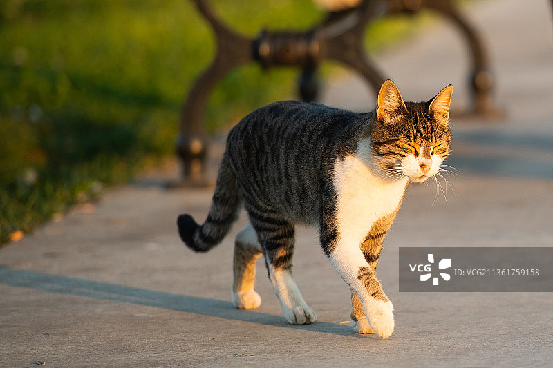 无题，猫在人行道上行走的特写图片素材