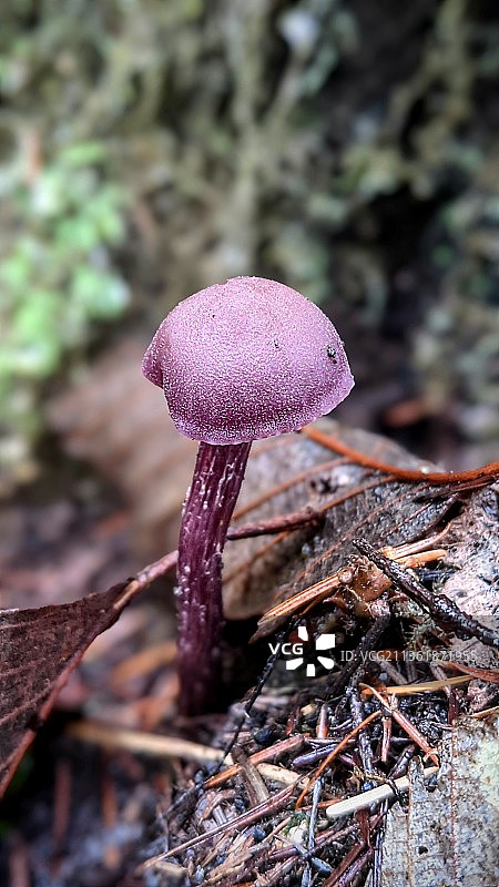 紫水晶骗子紫蜡虫，蘑菇生长在田野的特写图片素材