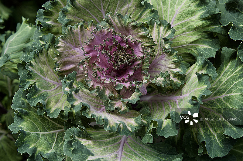 观赏卷心菜，完整的框架拍摄的新鲜绿叶，塔斯马尼亚，澳大利亚图片素材