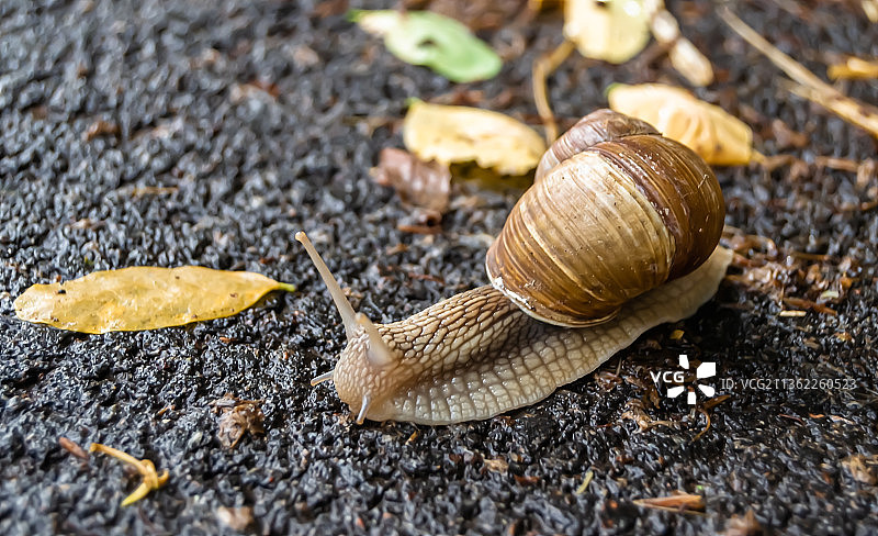 花园里的大蜗牛在潮湿的路上爬行图片素材