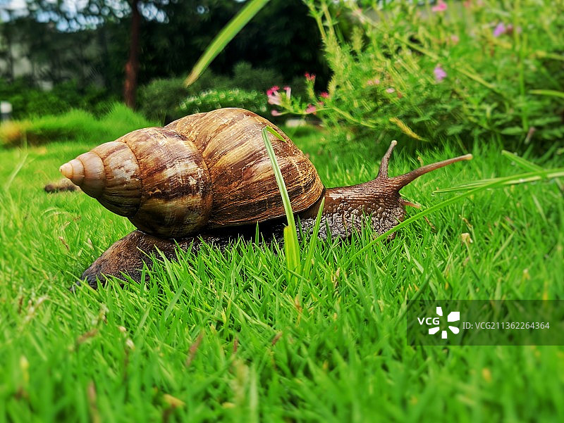 缓慢稳定，特写蜗牛在草上，塞丹，印度图片素材
