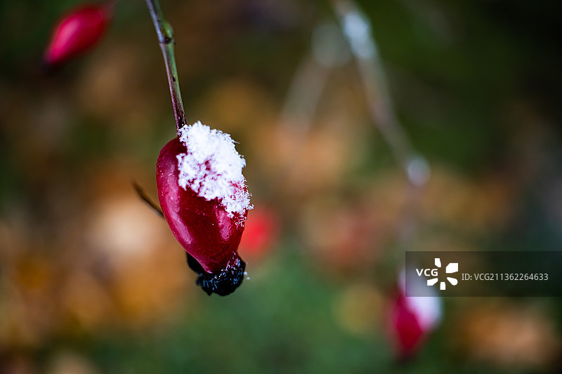 冬季玫瑰浆果- 2020年12月，红色花朵的特写，石溪，加拿大图片素材