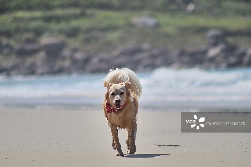 金毛猎犬在海滩上奔跑的肖像图片素材