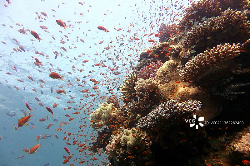 红海鱼类和珊瑚礁图片素材