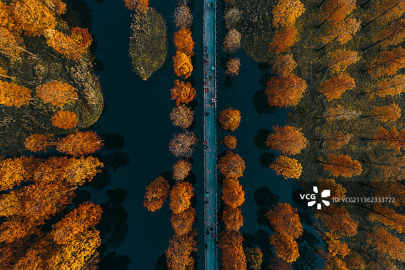 上海青西郊野公园航拍水杉秋景图片素材
