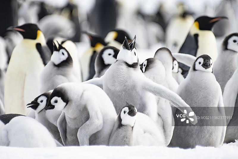 帝企鹅带着小企鹅在南极洲的冰上生活图片素材