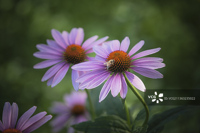 蜜蜂喜欢圆锥花植物，紫色开花植物的特写图片素材