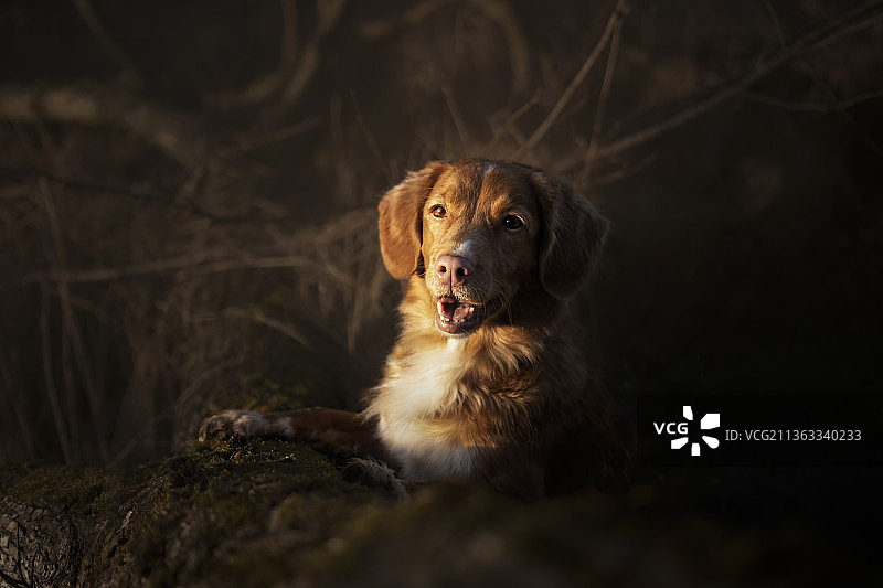 让我们一起看日落，波兰，猎犬坐在岩石上的肖像图片素材