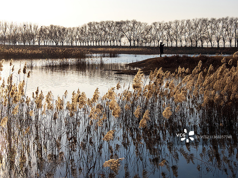 黄河湿地，郑州，荥阳，南水北调穿黄工程，芦苇，芦花图片素材