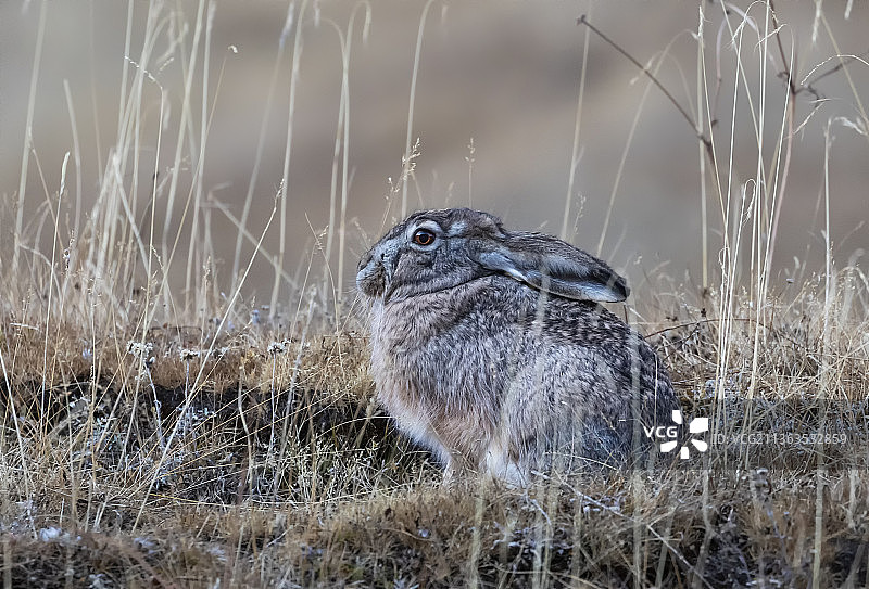 高原兔，兔子，啮齿动物，哺乳动物，三江源国家公园，青藏高原，可可西里，自然保护区，可爱，野生动物图片素材