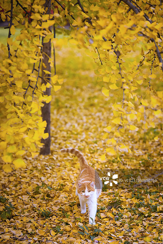 银杏叶中的流浪小猫咪图片素材
