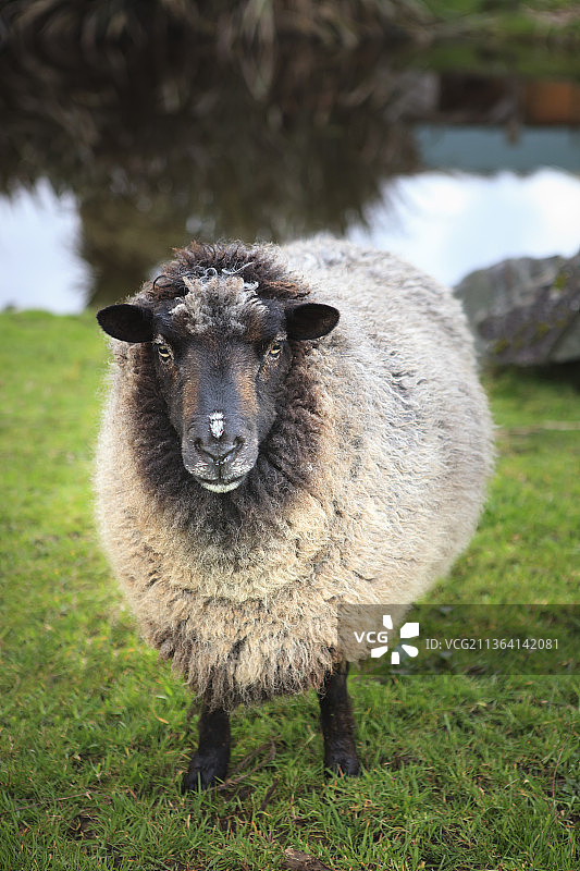 新西兰农场的家羊图片素材
