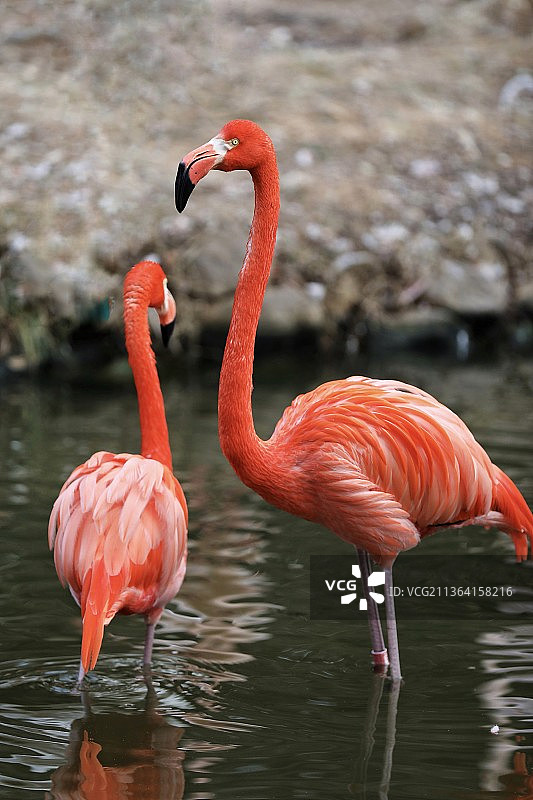 火烈鸟～拍摄于上海野生动物园图片素材