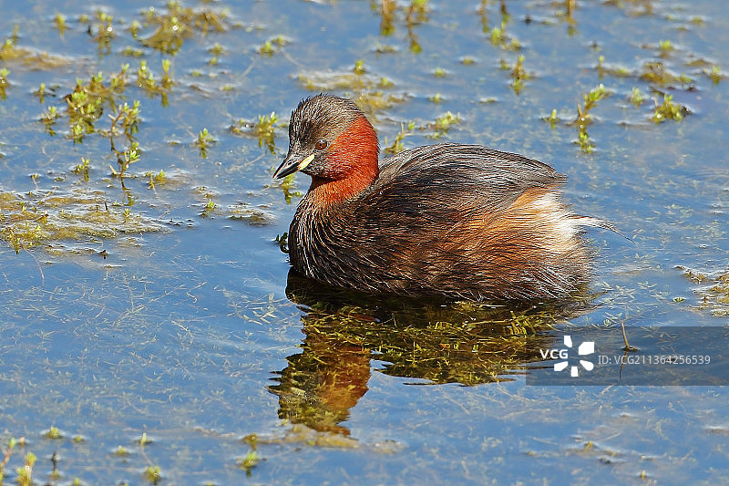 小鸊鷉，水上的大凤头鸊鷉，布兰登沼泽自然保护区，英国，英国图片素材