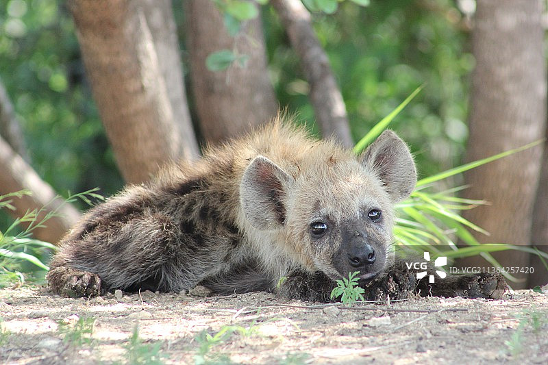 南非野外猫鼬的特写镜头图片素材