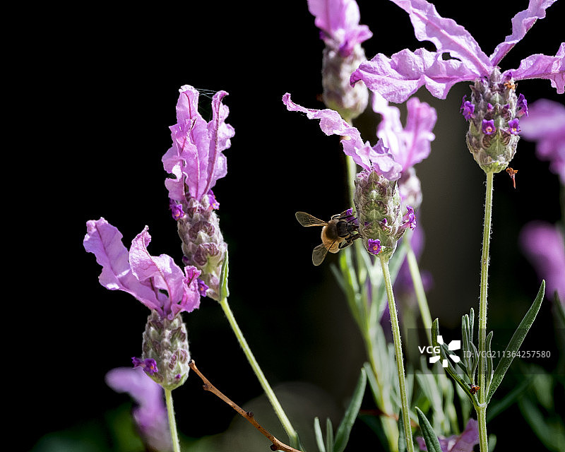 蜜蜂在薰衣草，近距离的昆虫在紫色的花对黑色的背景图片素材