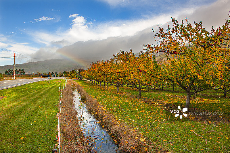 新西兰，苹果园风光。图片素材