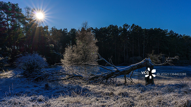 冬日，德国，威斯勒海德，天空湛蓝，田野上的树木图片素材