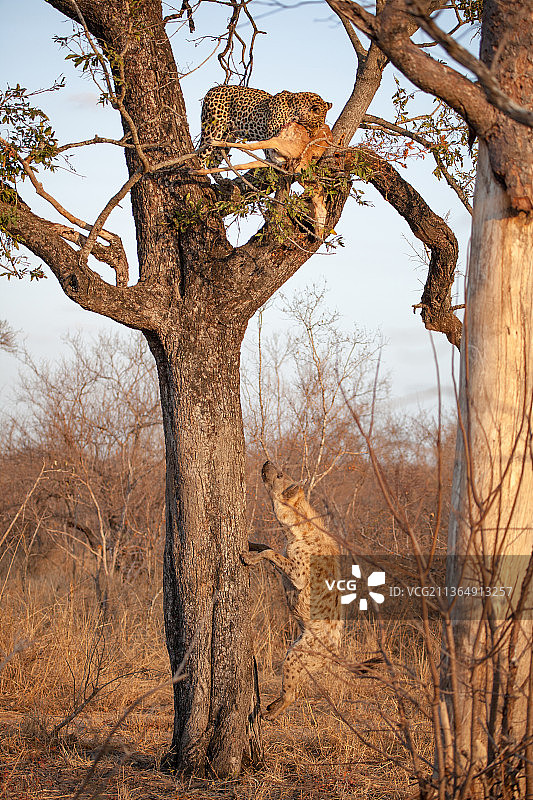 一只豹，Panthera pardus，站在一棵树上与一只斑点鬣狗，Crocuta Crocuta，跳向树图片素材