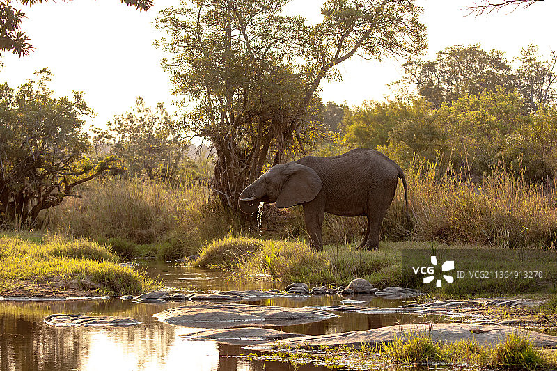 一只名叫Loxodonta africana的大象在绿树成荫的水坑边饮水图片素材