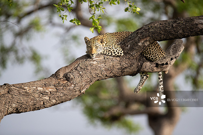 南非，隆多罗齐野生动物保护区，一只美洲豹躺在树上图片素材