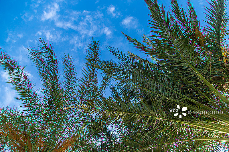 棕榈树叶子在天空的背景选择性聚焦图片素材